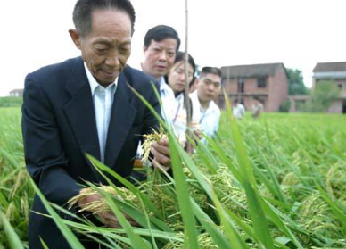 袁隆平超級雜交水稻畝產(chǎn)1149.02公斤，破世界紀(jì)錄！
